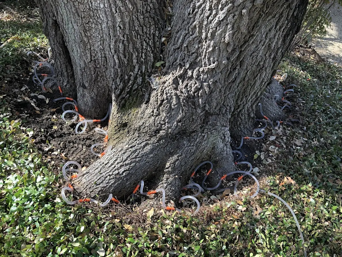 Detailed Tree Cabling and Bracing job site in Marietta