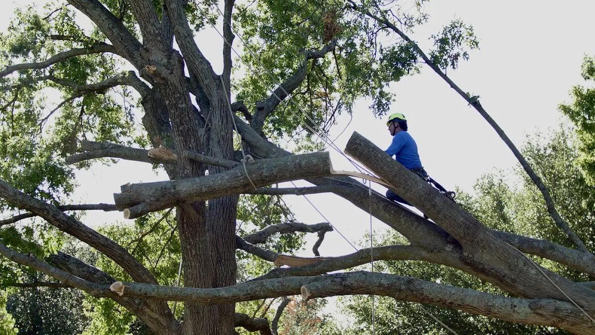 Professional Hazardous Tree Removal performed by certified arborists in Marietta